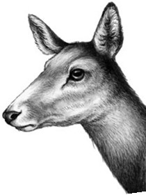 Иллюстрация к книге — Секрет сфинкса [i_020.jpg]