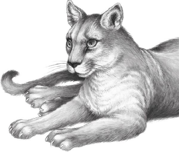 Иллюстрация к книге — Секрет сфинкса [i_024.jpg]