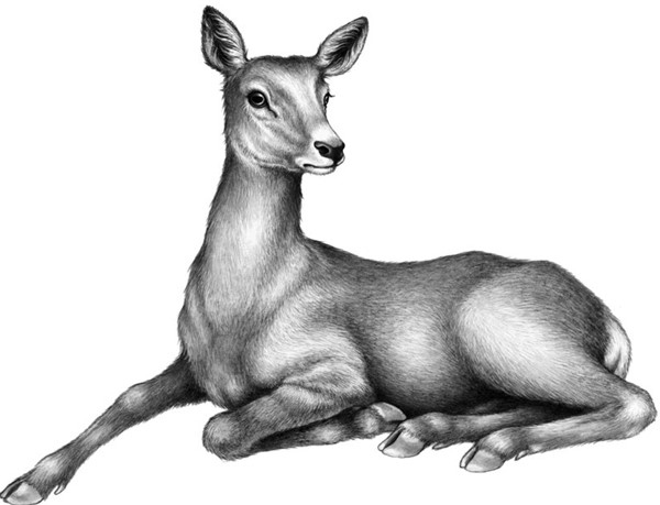 Иллюстрация к книге — Секрет сфинкса [i_028.jpg]