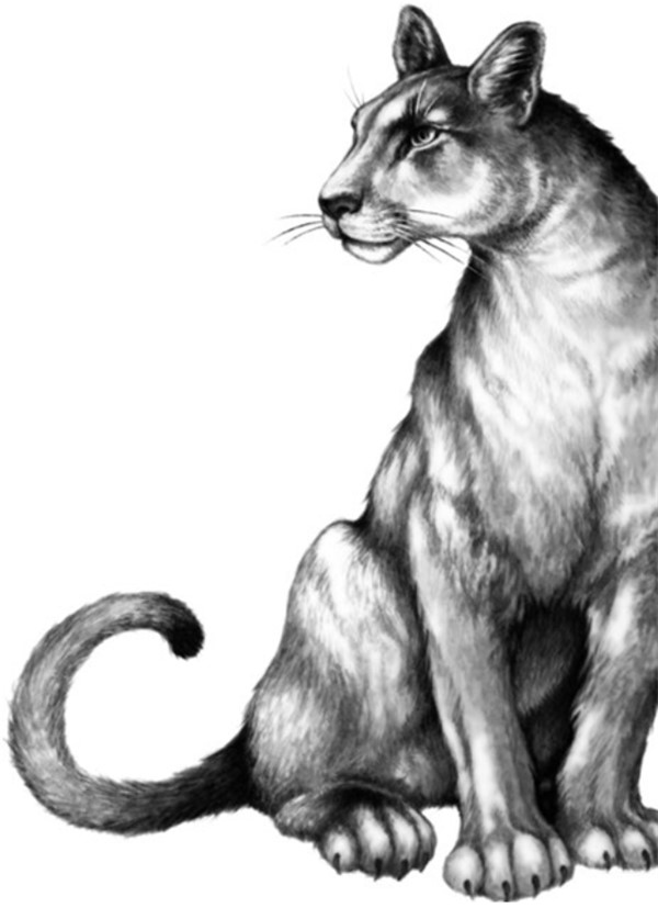 Иллюстрация к книге — Секрет сфинкса [i_032.jpg]