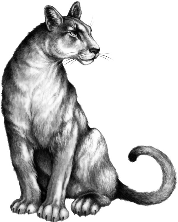 Иллюстрация к книге — Секрет сфинкса [i_037.jpg]