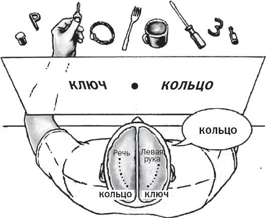 Иллюстрация к книге — Истории от разных полушарий мозга. Жизнь в нейронауке [i_002.jpg]