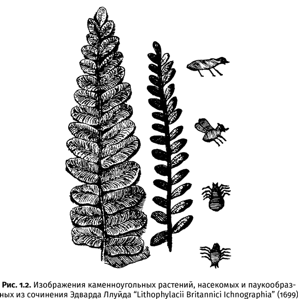 Иллюстрация к книге — Краткая история насекомых. Шестиногие хозяева планеты [i_005.jpg]