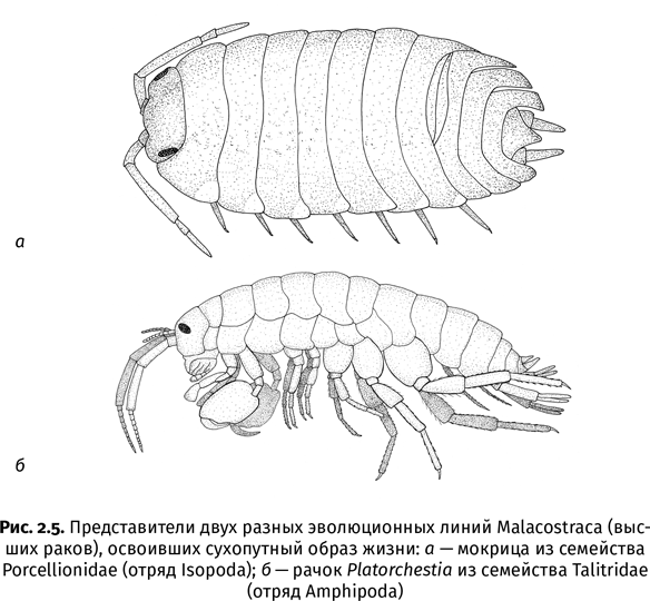 Иллюстрация к книге — Краткая история насекомых. Шестиногие хозяева планеты [i_011.jpg]