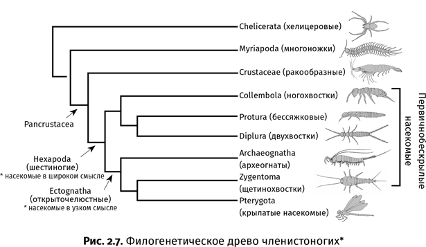 Иллюстрация к книге — Краткая история насекомых. Шестиногие хозяева планеты [i_013.jpg]