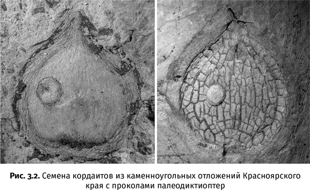 Иллюстрация к книге — Краткая история насекомых. Шестиногие хозяева планеты [i_015.jpg]