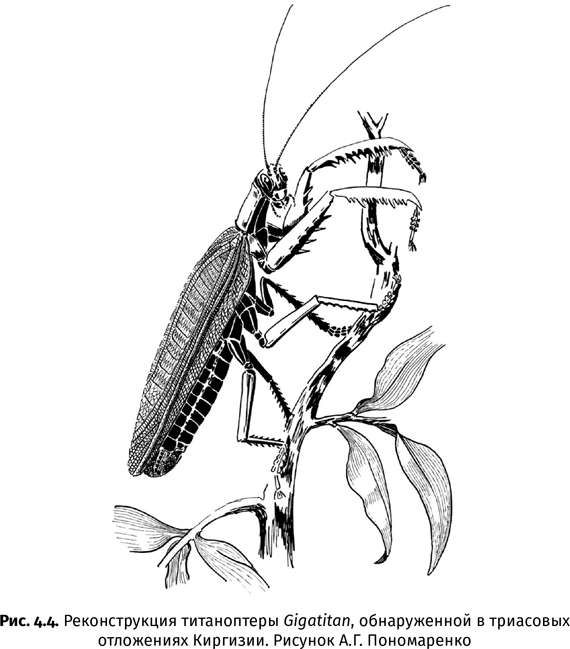 Иллюстрация к книге — Краткая история насекомых. Шестиногие хозяева планеты [i_022.jpg]