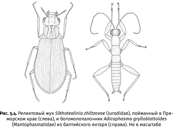 Иллюстрация к книге — Краткая история насекомых. Шестиногие хозяева планеты [i_026.jpg]