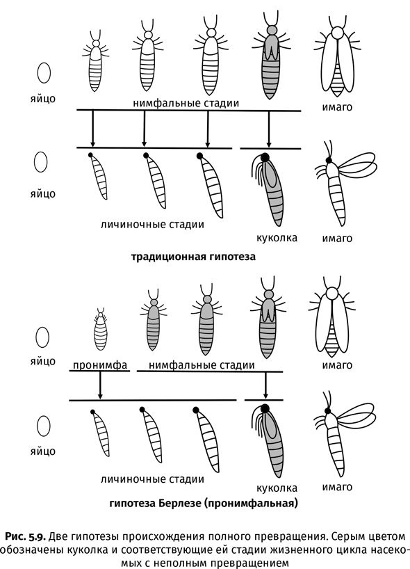 Иллюстрация к книге — Краткая история насекомых. Шестиногие хозяева планеты [i_031.jpg]