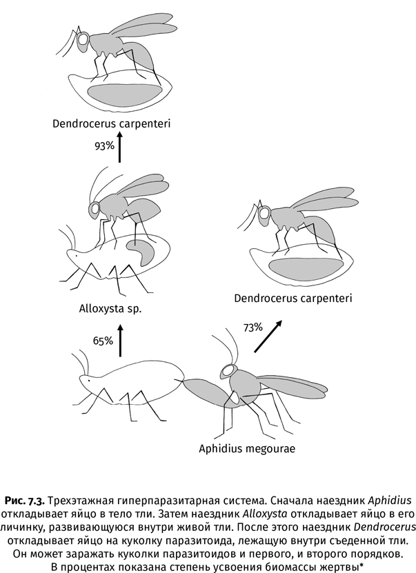 Иллюстрация к книге — Краткая история насекомых. Шестиногие хозяева планеты [i_042.jpg]