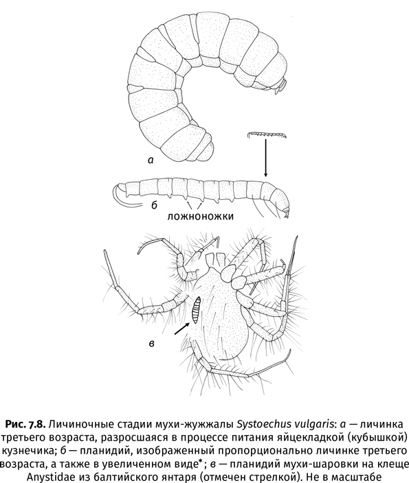 Иллюстрация к книге — Краткая история насекомых. Шестиногие хозяева планеты [i_047.jpg]