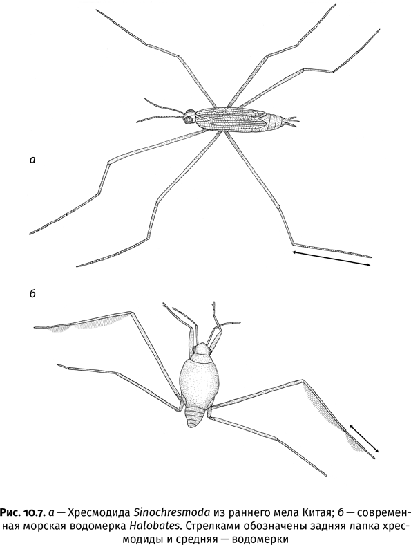 Иллюстрация к книге — Краткая история насекомых. Шестиногие хозяева планеты [i_076.jpg]
