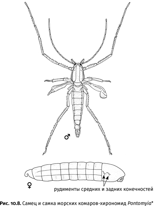 Иллюстрация к книге — Краткая история насекомых. Шестиногие хозяева планеты [i_077.jpg]