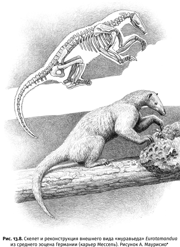 Иллюстрация к книге — Краткая история насекомых. Шестиногие хозяева планеты [i_095.jpg]