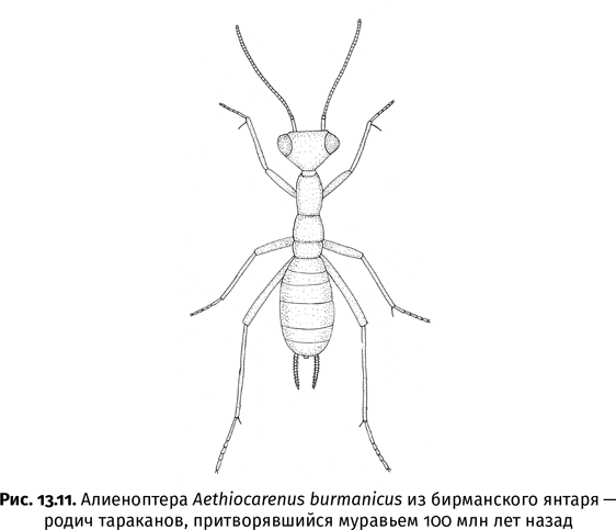 Иллюстрация к книге — Краткая история насекомых. Шестиногие хозяева планеты [i_098.jpg]