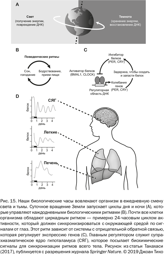 Иллюстрация к книге — Почему люди разные. Научный взгляд на человеческую индивидуальность [i_018.jpg]