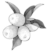 Иллюстрация к книге — Ворон хозяина не выбирает [i_002.jpg]