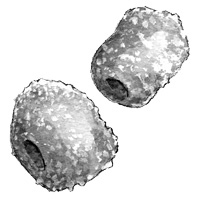 Иллюстрация к книге — Ворон хозяина не выбирает [i_004.jpg]