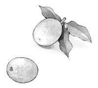 Иллюстрация к книге — Ворон хозяина не выбирает [i_007.jpg]