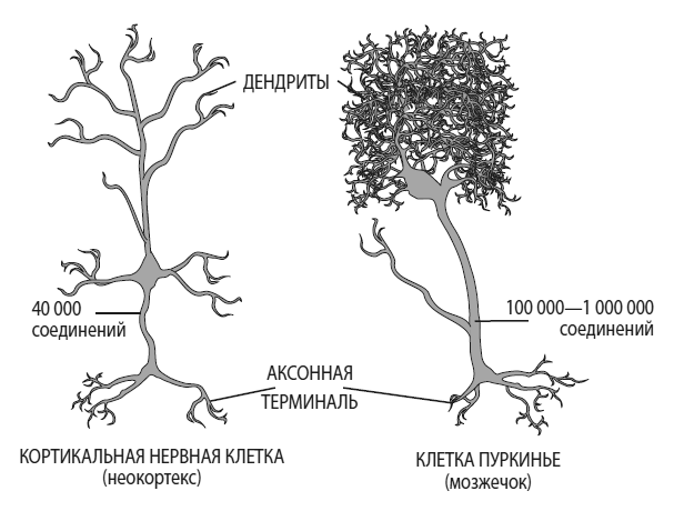 Иллюстрация к книге — Развивай свой мозг. Как перенастроить разум и реализовать собственный потенциал [i_002.jpg]