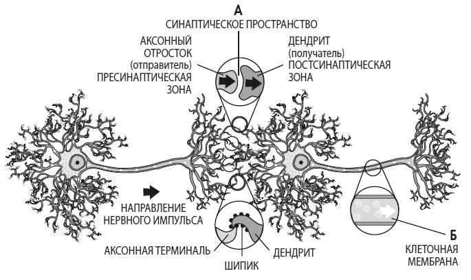 Иллюстрация к книге — Развивай свой мозг. Как перенастроить разум и реализовать собственный потенциал [i_008.jpg]