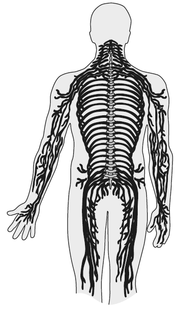 Иллюстрация к книге — Развивай свой мозг. Как перенастроить разум и реализовать собственный потенциал [i_012.jpg]