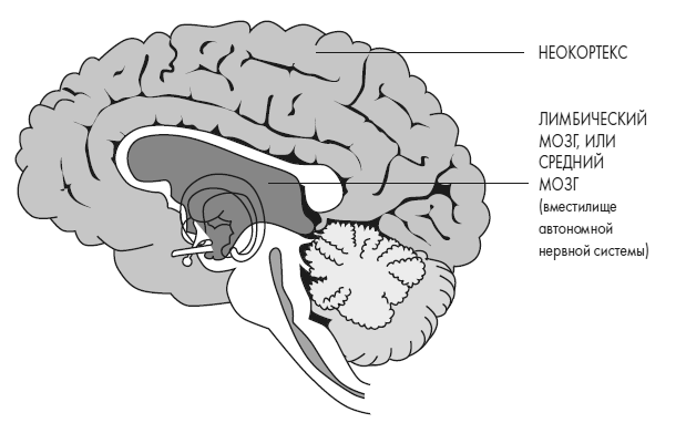 Иллюстрация к книге — Развивай свой мозг. Как перенастроить разум и реализовать собственный потенциал [i_014.jpg]