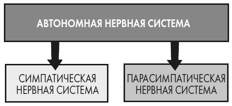 Иллюстрация к книге — Развивай свой мозг. Как перенастроить разум и реализовать собственный потенциал [i_015.jpg]