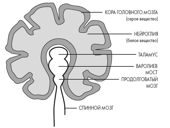 Иллюстрация к книге — Развивай свой мозг. Как перенастроить разум и реализовать собственный потенциал [i_018.jpg]