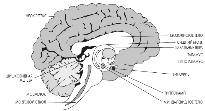 Иллюстрация к книге — Развивай свой мозг. Как перенастроить разум и реализовать собственный потенциал [i_019.jpg]