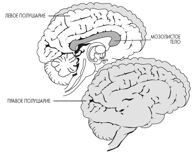 Иллюстрация к книге — Развивай свой мозг. Как перенастроить разум и реализовать собственный потенциал [i_020.jpg]
