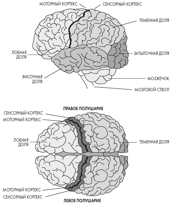 Иллюстрация к книге — Развивай свой мозг. Как перенастроить разум и реализовать собственный потенциал [i_021.jpg]