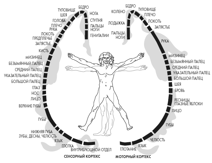 Иллюстрация к книге — Развивай свой мозг. Как перенастроить разум и реализовать собственный потенциал [i_022.jpg]