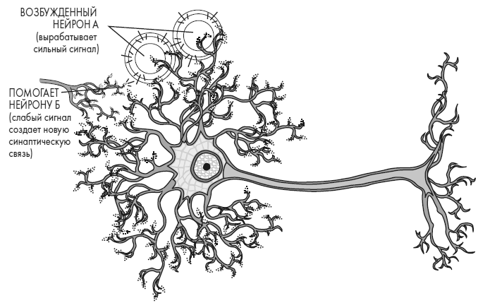 Иллюстрация к книге — Развивай свой мозг. Как перенастроить разум и реализовать собственный потенциал [i_024.jpg]