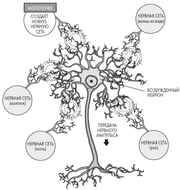 Иллюстрация к книге — Развивай свой мозг. Как перенастроить разум и реализовать собственный потенциал [i_027.jpg]