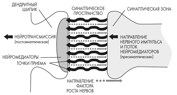 Иллюстрация к книге — Развивай свой мозг. Как перенастроить разум и реализовать собственный потенциал [i_029.jpg]