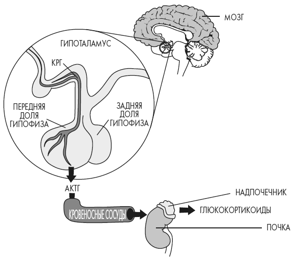Иллюстрация к книге — Развивай свой мозг. Как перенастроить разум и реализовать собственный потенциал [i_032.jpg]