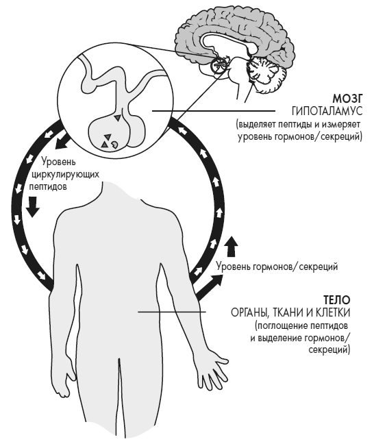 Иллюстрация к книге — Развивай свой мозг. Как перенастроить разум и реализовать собственный потенциал [i_033.jpg]