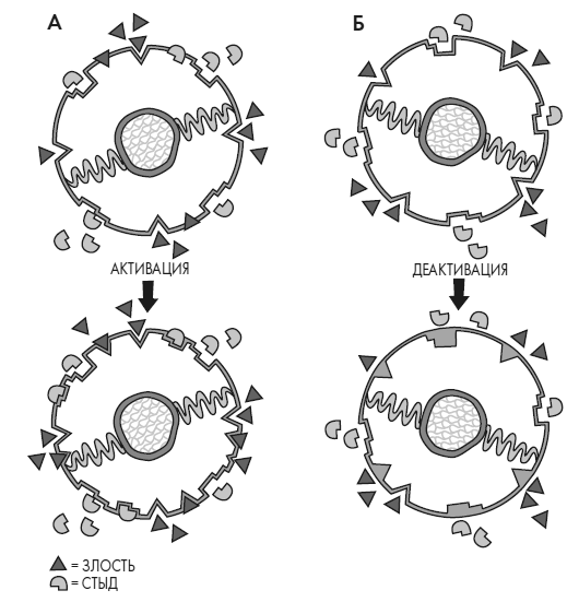Иллюстрация к книге — Развивай свой мозг. Как перенастроить разум и реализовать собственный потенциал [i_035.jpg]