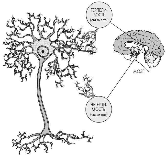 Иллюстрация к книге — Развивай свой мозг. Как перенастроить разум и реализовать собственный потенциал [i_038.jpg]