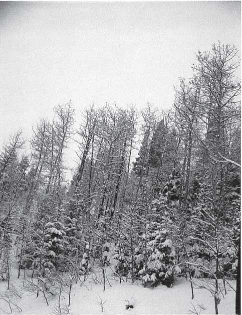 Иллюстрация к книге — Преданность. Год Обезьяны [i_008.jpg]