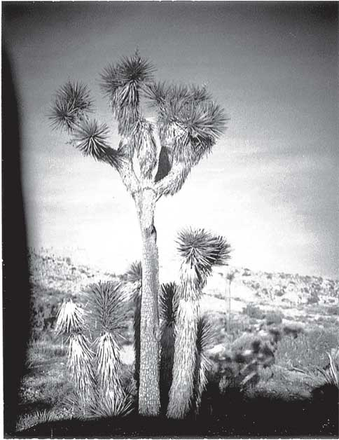 Иллюстрация к книге — Преданность. Год Обезьяны [i_033.jpg]