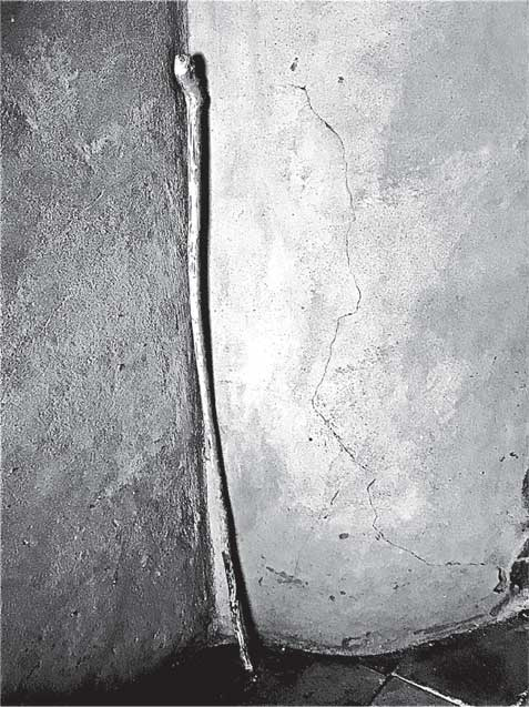 Иллюстрация к книге — Преданность. Год Обезьяны [i_054.jpg]