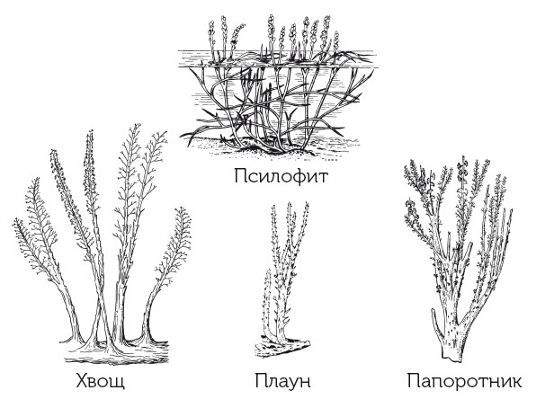 Иллюстрация к книге — Краткая история динозавров [i_013.jpg]
