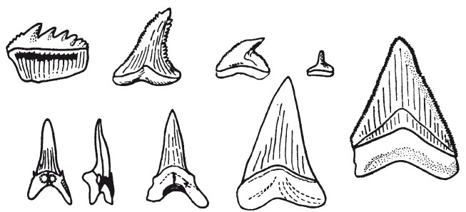 Иллюстрация к книге — Краткая история динозавров [i_025.jpg]