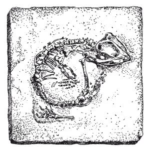 Иллюстрация к книге — Краткая история динозавров [i_026.jpg]