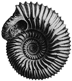 Иллюстрация к книге — Краткая история динозавров [i_038.jpg]