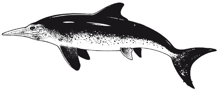 Иллюстрация к книге — Краткая история динозавров [i_041.jpg]