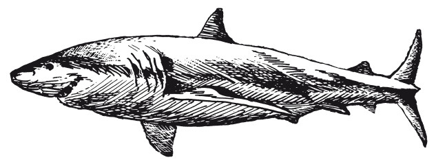 Иллюстрация к книге — Краткая история динозавров [i_048.jpg]