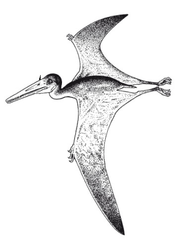 Иллюстрация к книге — Краткая история динозавров [i_055.jpg]